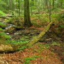 Protected areas of the Eastern Carpathians