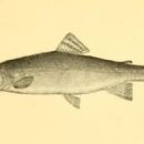 Fish described in 1885