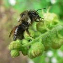Hymenoptera of North America