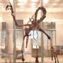 1984 in paleontology