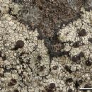 Taxa named by Frank Bungartz
