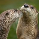 North American river otter