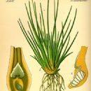 Flora of the Northwest Territories