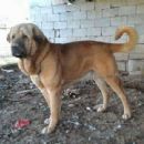 Pshdar dog