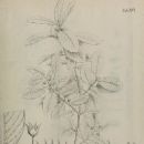 Flora of Querétaro