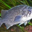 Taxa named by Benjamin W. Frable