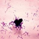 Bacteria described in 1924