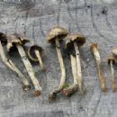 Fungi described in 1978