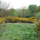 Barnes Common