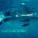 Dolphin Tale