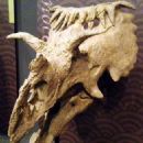 Kaiparowits Formation