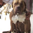 Brazilian Bullmastiff
