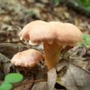 Fungi described in 1986