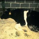 1980s disease outbreaks