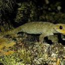 Taxa named by Carey Knox