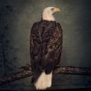 Book of Bad Decisions - Clutch