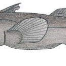 Taxa named by Christine Karrer
