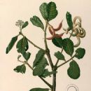 Taxa named by Francisco Manuel Blanco