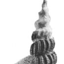 Animals described in 1901
