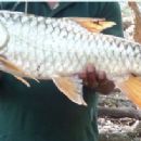 Taxa named by B. Madhusoodana Kurup