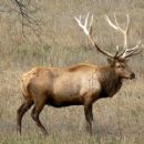 Elk