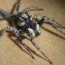 Spiders of Australia