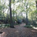 Croham Hurst