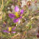 Flora of Baja California