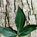 Carya glabra