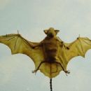 Bats of Borneo
