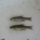 Taxa named by Alexander I. Stephanidis