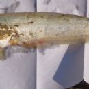 Fish of Vietnam