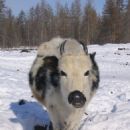 Animal breeds originating in the Sakha Republic
