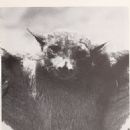 Animals described in 1972