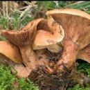 Fungi described in 1954