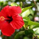 Hibiscus rosa-sinensis