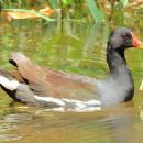 Common moorhen