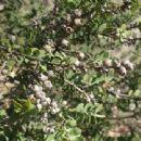Taxa named by Cyril Tenison White