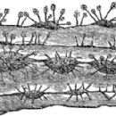 Fungi described in 1904