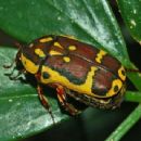 Beetles described in 1885