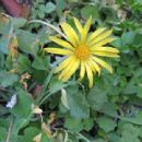 Endemic flora of Sicily