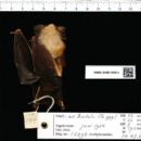 Bats of South Asia