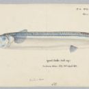 Animals described in 1932