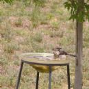 Bird bath