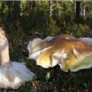 Fungi described in 1975
