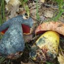 Fungi described in 1952