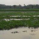 Rivers of Khulna Division
