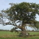 Hethersett
