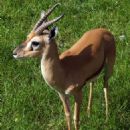 Red-fronted gazelle