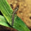 Insects of Canada
